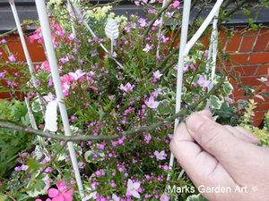 Pot_Rose_201603_03.jpg