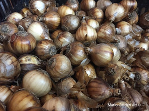 MGA_Shop_bulbs201610_01.jpg