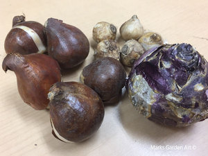 MGA_Shop_bulbs201610_02.jpg