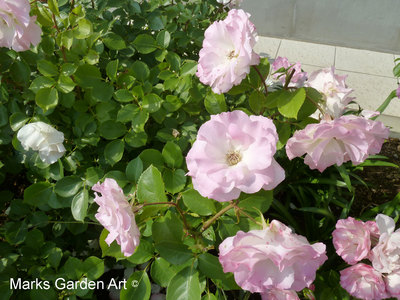 Rosa_'Matilda'_01.jpg
