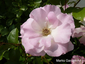 Rosa_'Matilda'_02.jpg