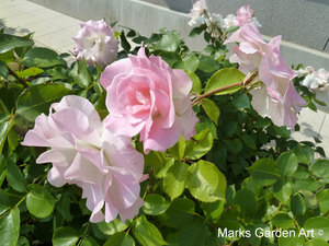 Rosa_'Matilda'_03.jpg