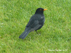 Wildlife_Birds_15.jpg