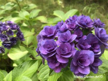 Hakuba_Hydrangea_201809_01.JPGのサムネイル画像