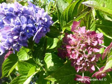 Hakuba_Hydrangea_201810_01.JPG
