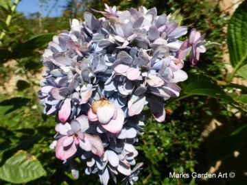 Hakuba_Hydrangea_201810_02.JPG