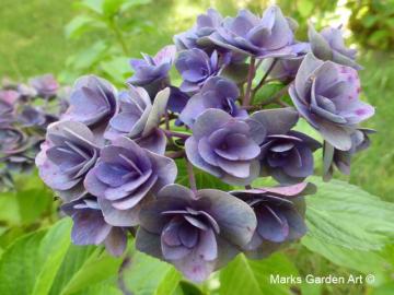 Hakuba_Hydrangea_201810_03.JPGのサムネイル画像