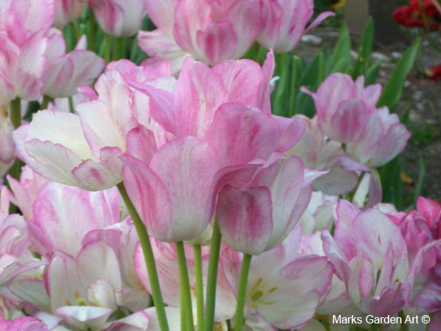 202110_Bulbs_01.jpg