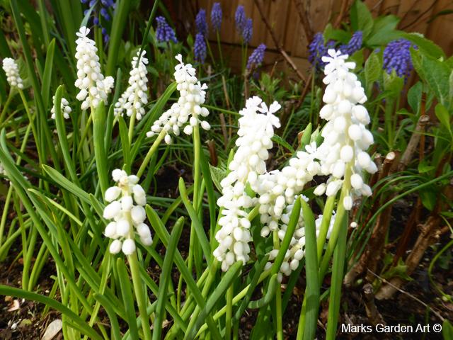 202110_Bulbs_03.jpg