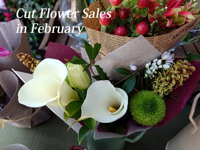 2024-02_Info_Shop_cutflower.jpg