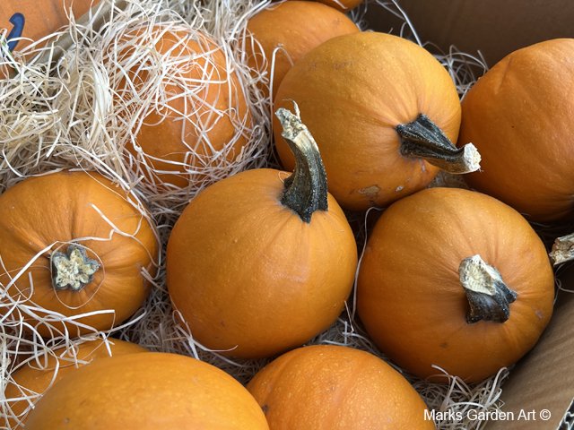 2025-09_Halloween_start_03.jpg