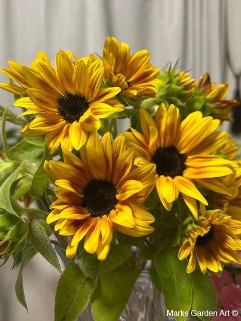 2026-07_Info_Shop_cutflower_01.jpg