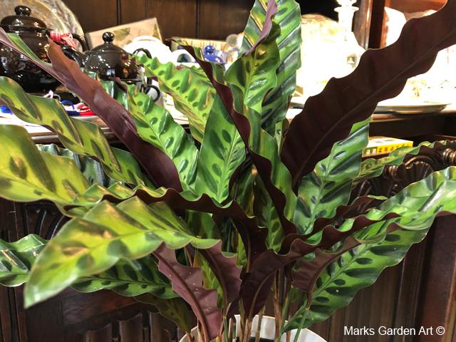 Calathea_lancifolia_202005_02.jpg