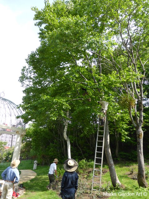 Hakuba_202305_01.JPG