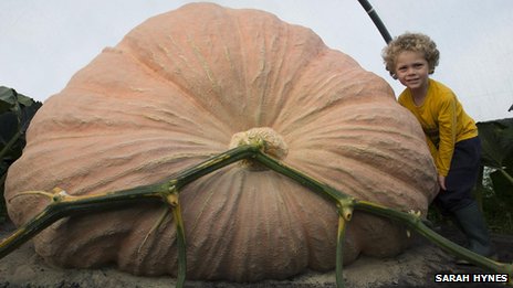 _70452605_markbaggs'pumpkin(sarah@puddle_me).jpg